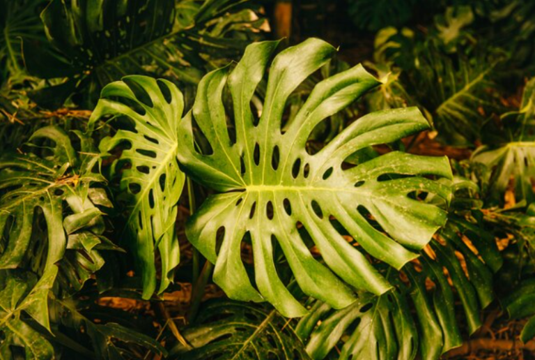 Scopri le meravigliose varietà di Philodendron Squamiferum e altre uniche varietà di Philodendron
